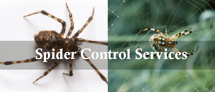 Spider Control Services