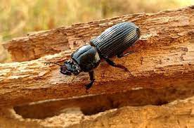Beetles - One of the Different Types Of Borers In Home